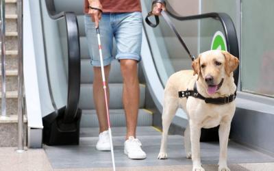 How to Travel With A Guide Dog